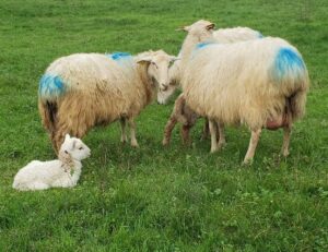 la bergerie "Ô pré des brebis"