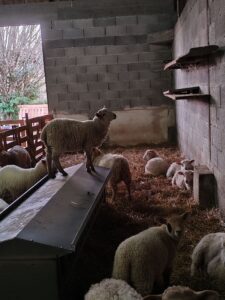 la bergerie "Ô pré des brebis"