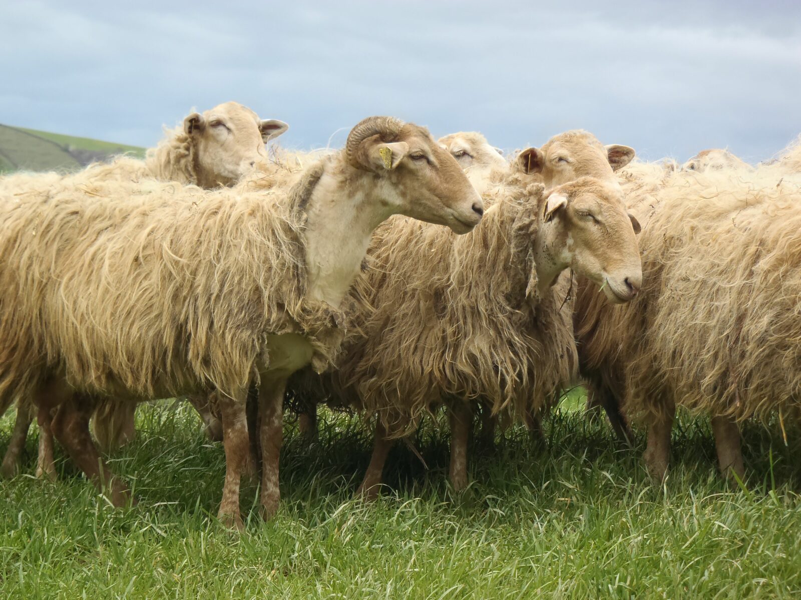 Les animaux - Ô' pré des brebis